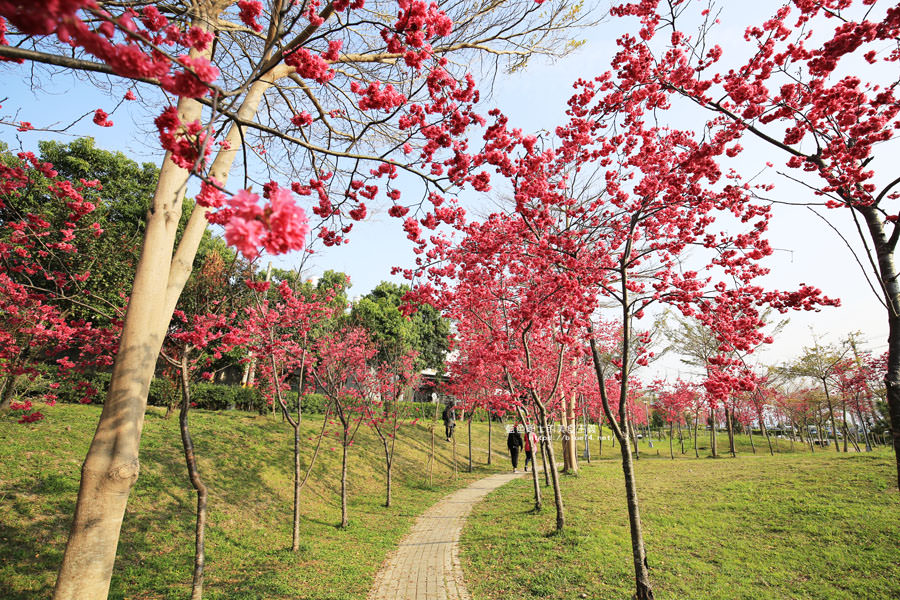 台中東勢│東勢河濱公園-對面小公園櫻花盛開