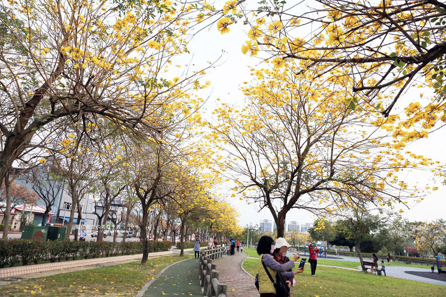 台中北屯│廍子公園-金黃風鈴木從粉紅情人橋太順路一路綻放到台中最美黃金公園裡