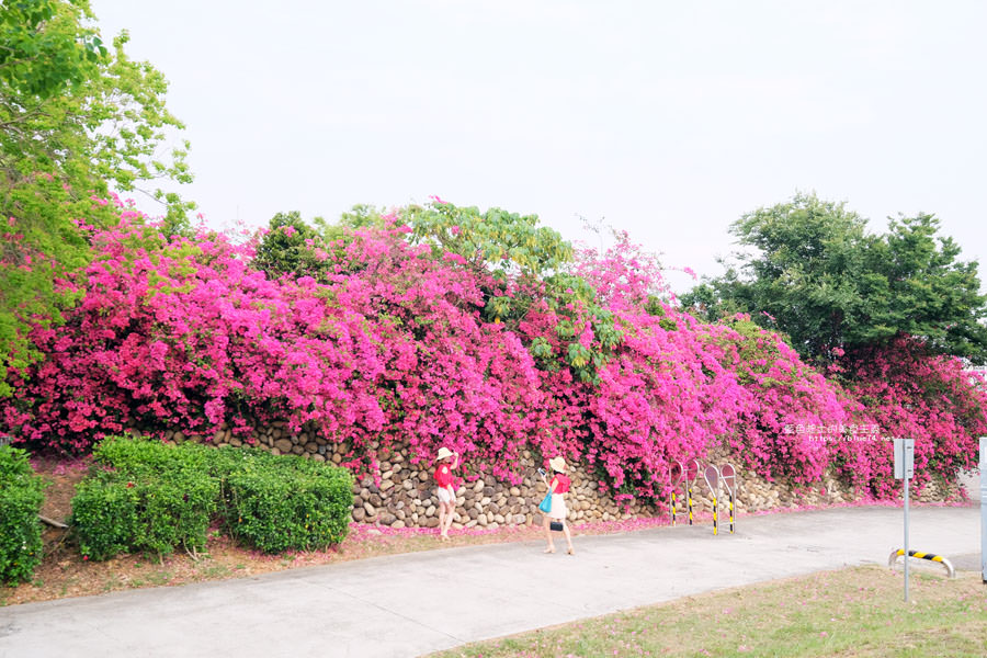 台中西屯│東大公園-中科秘境.鮮豔九重葛花牆爆開.還有諾亞方舟步道可悠閒散步