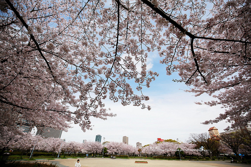 【日本大阪】毛馬櫻之宮公園-大阪造幣局旁的毛馬桜の宮公園.河面遊船.散步野餐.美美的櫻花步道.大阪淀川旁.毛馬洗堰至天滿橋之間.約4800棵櫻花樹沿河道兩旁壯觀綻放.大阪推薦賞櫻勝地