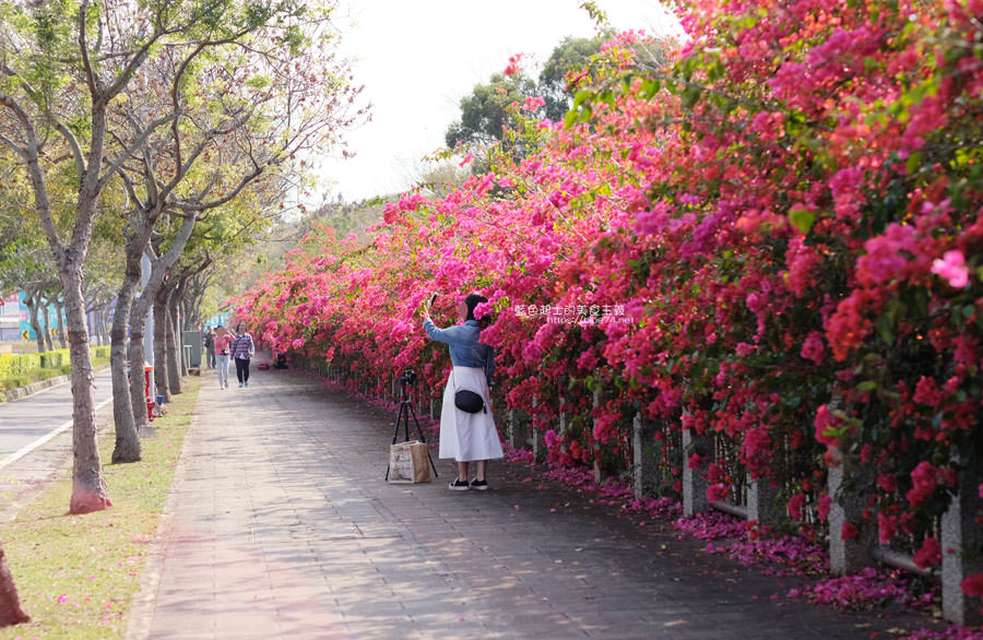 台中西屯│東大公園-中科爆開最美最長的九重葛花牆秘境，IG網紅必拍，熱情綻放美翻