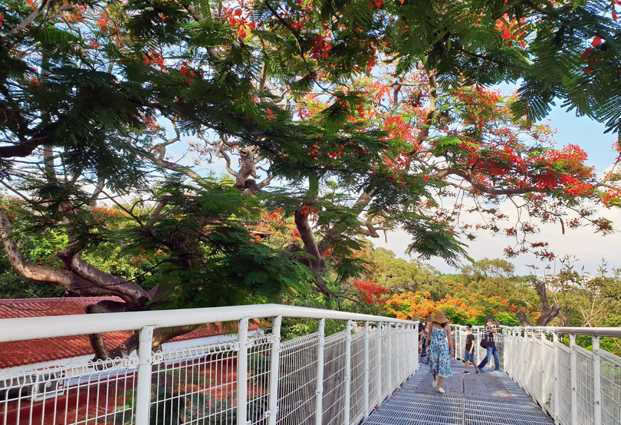 彰化景點│八卦山天空步道-火紅鳳凰花盛開搶眼，花海熱情綻放天空步道，彰化八卦山季節限定