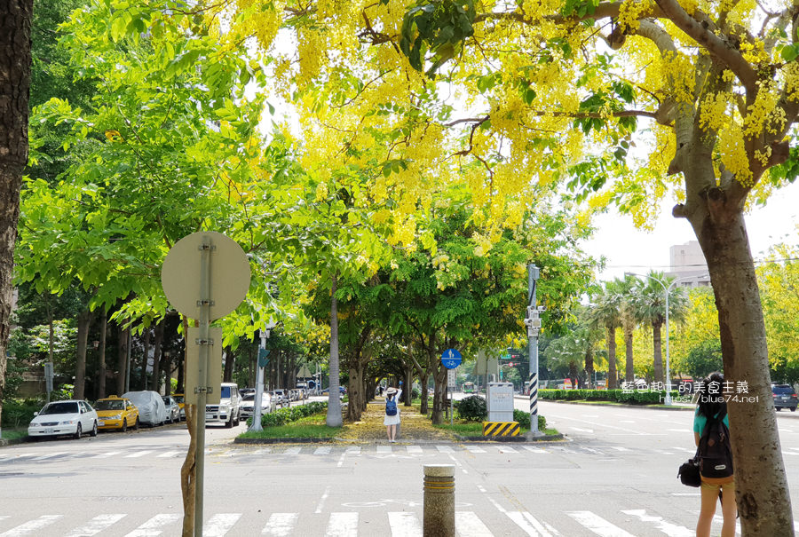 台中南區│中興大學興大路阿勃勒-盛開一串串黃澄澄耀眼的阿勃勒小風鈴，夏日浪漫美景