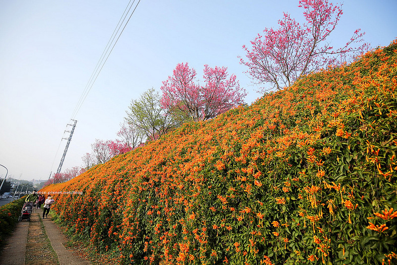 【苗栗銅鑼】銅鑼環保公園-驚艷炮仗花海，一串串鞭炮花炸開，還有山櫻花隧道，假日拍照親子遊，銅鑼工業區