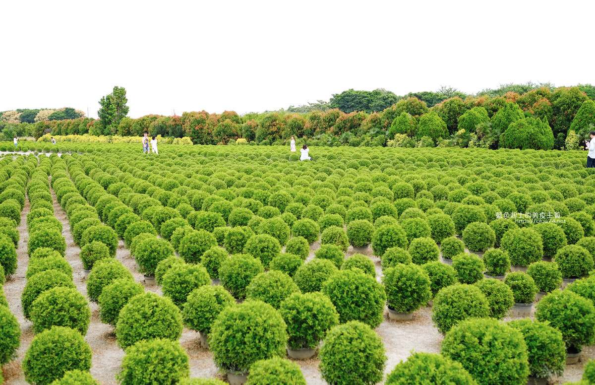 彰化田尾│台版波波草-不用飛日韓，田尾公路花園就有可愛療癒好拍的圓滾滾綠球