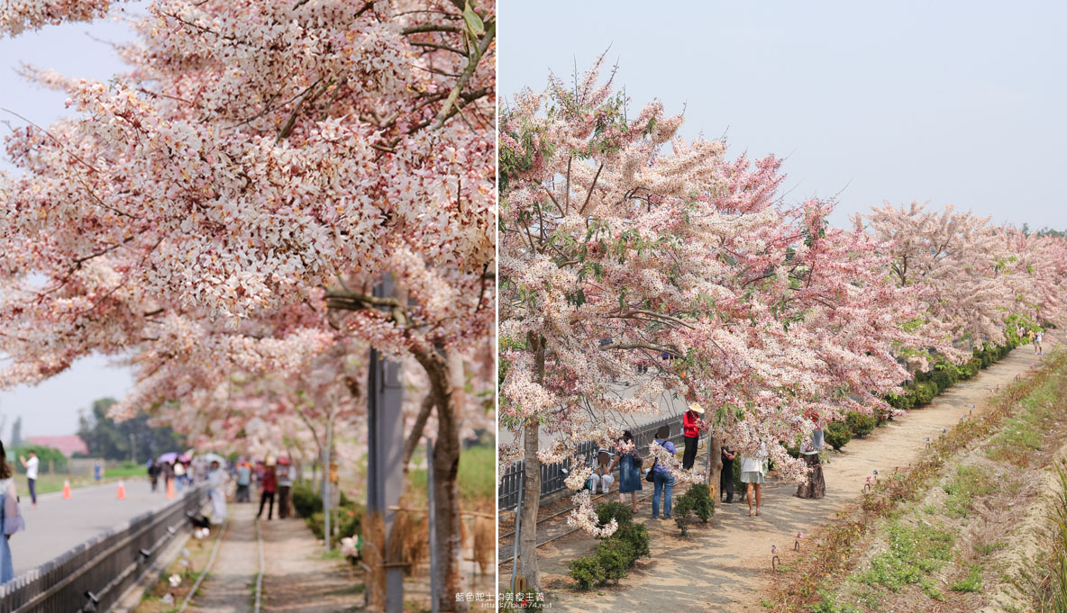 台南西港│金砂花旗木步道-浪漫粉紅步道，平地櫻花之花旗木大盛開