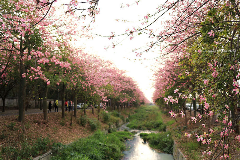 【雲林虎尾】美人樹大道 – 庭園佳麗美人櫻.粉嫩盛開超浪漫景色.近建成路高鐵特區農博公園