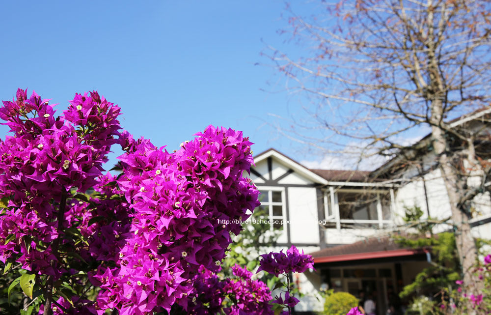 【南投國姓】後頭厝餐廳民宿 – 對面小山坡就可以賞梅了喔