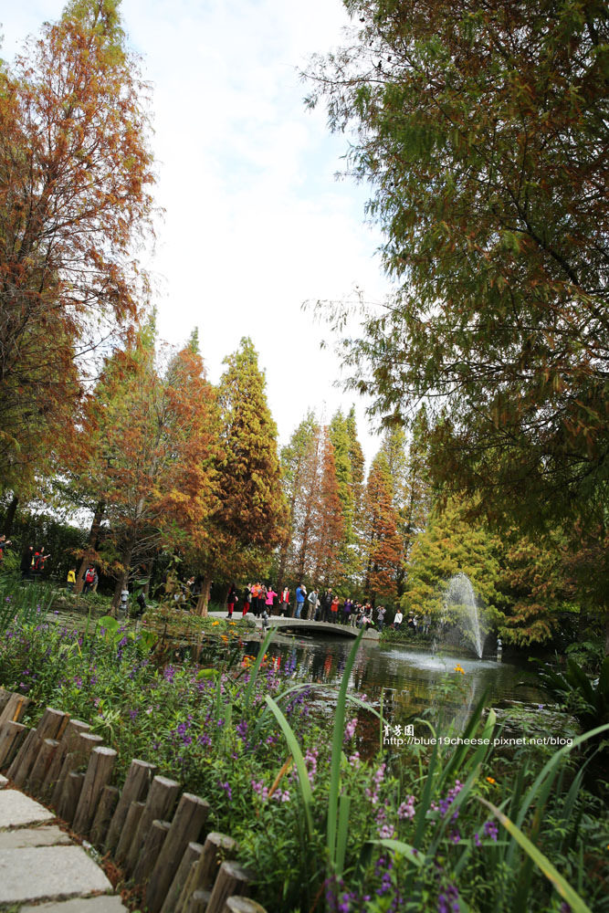 【彰化田尾景點推薦】菁芳園 – 美麗的落羽松是紅是綠決定了餐點的品質和服務的速度…